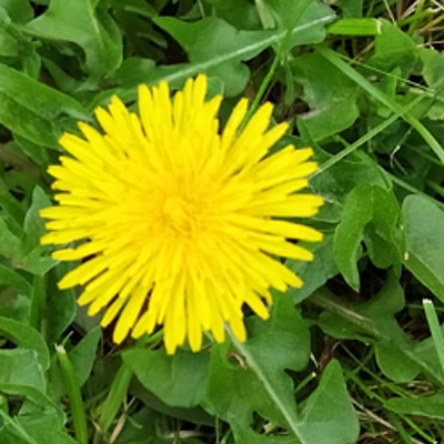 Timeline: Η Εξέλιξη του φυτού