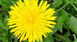 Timeline: Η Εξέλιξη του φυτού