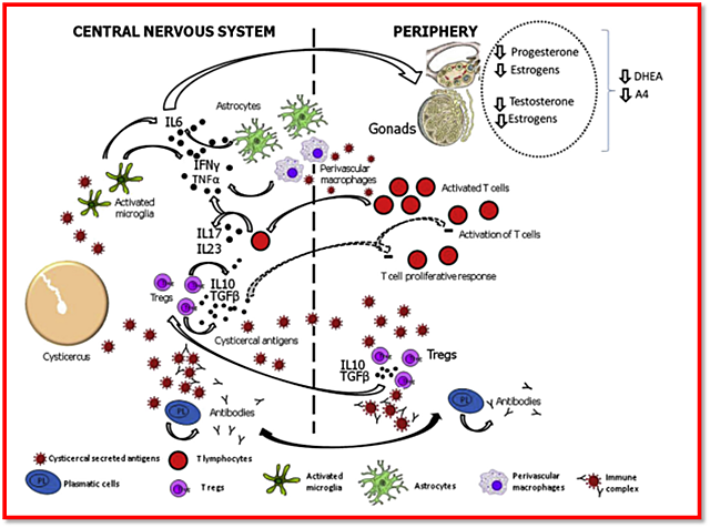 Mecanismos de contención