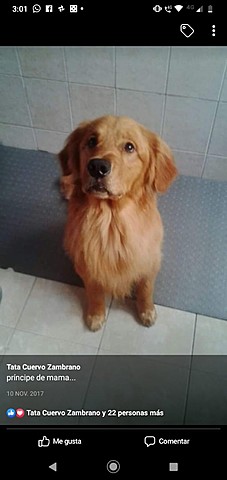 Llegada de mi primera mascota