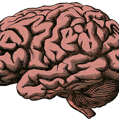 Timeline: HISTORIA DEL ESTUDIO DEL CEREBRO
