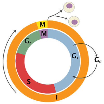 Timeline: Κύκλος ζωής κυττάρου - Μεσόφαση