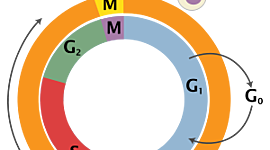 Timeline: Κύκλος ζωής κυττάρου - Μεσόφαση