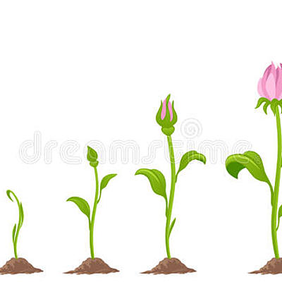 Timeline: Ο κύκλος της ζωής ενός λουλουδιού