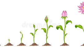 Timeline: Ο κύκλος της ζωής ενός λουλουδιού