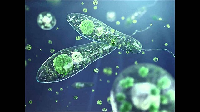 Comienzo de la vida.