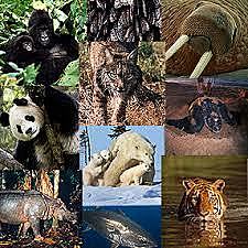 La Lista Roja de Especies Amenazadas