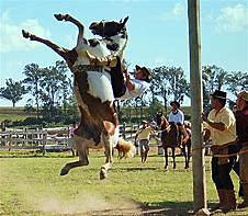 Horses are Domesticated