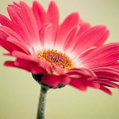 Timeline: ΠΩΣ ΜΕΓΑΛΩΝΕΙ ΕΝΑ ΦΥΤΟ