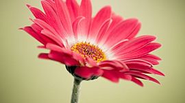 Timeline: ΠΩΣ ΜΕΓΑΛΩΝΕΙ ΕΝΑ ΦΥΤΟ