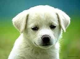 Mein Sohn und sein Hund