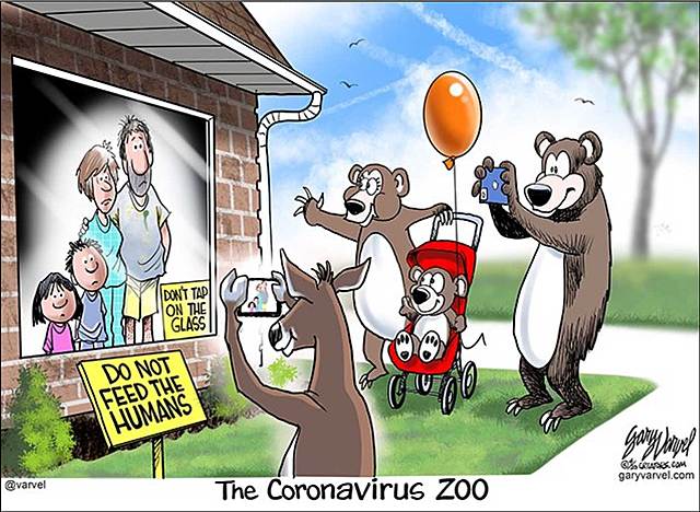 the new coronavirus zoo