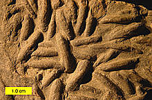 la extincion durante el devoniano