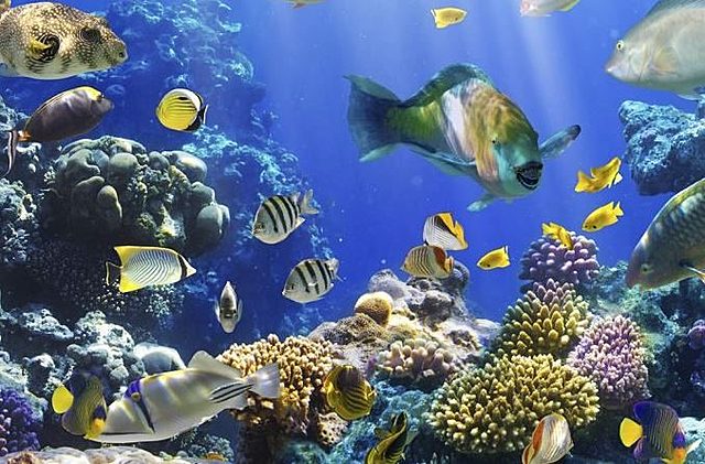 Extinción durante el permico