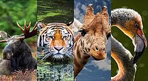 Extinción durante el ordovicio