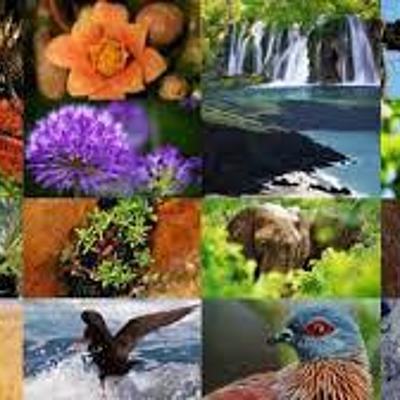 Timeline: historia de la biodiversidad