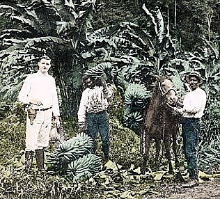 MASACRE DE LAS BANANERAS