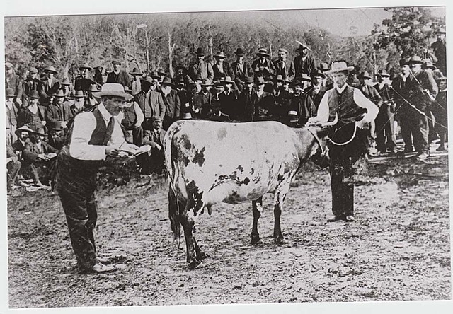 cattle brought into area from Sydney colony