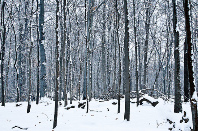 Christmas in Indiana