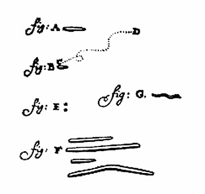 Descobriment dels bactèris