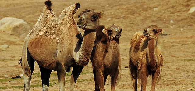 Muhammed blir karavanförare