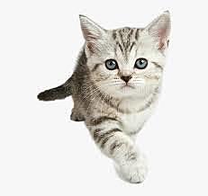 1. cosa que no he podido hacer