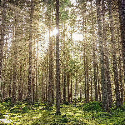 Timeline: The Environmental Movement