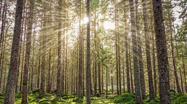 Timeline: The Environmental Movement