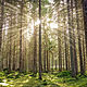 Foresttb l