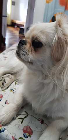 Teach my dog ​​to give the paw