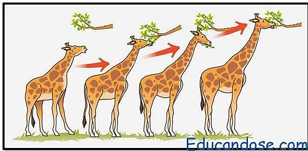 Teoria de Lamarck "uso y desuso"