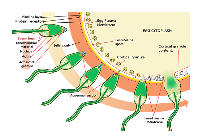 Day 1: Fertilization