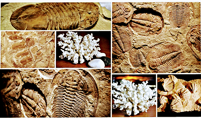 Extinción durante el ordovícico