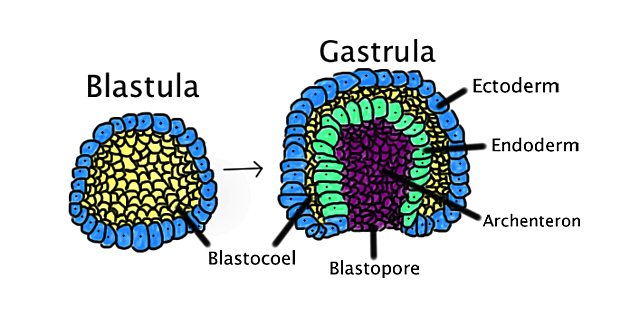 Day 16: Gastrulation