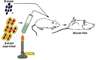 Avery, MacLeod y McCarty