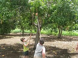 I'm going to take down mangos from tree in my backyard