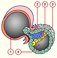 Day 5 to 6- Attaching blastocyst