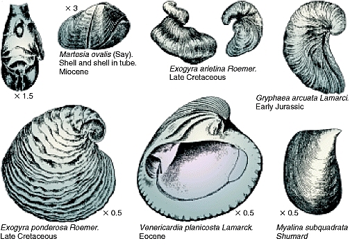 Early Shelled Organisms