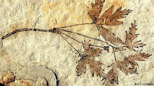 Earliest Angiosperms Appear