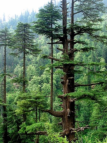 Coniferous Plants are most abundant