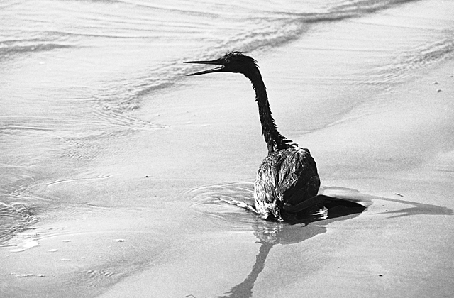 1969 Santa Barbara oil spill