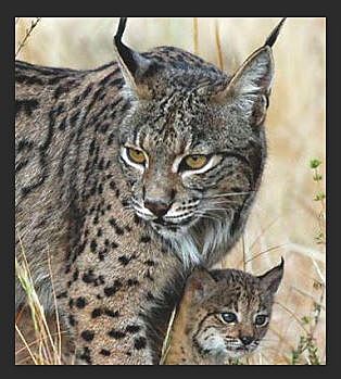 Ley 4/1989 de Conservación de los Espacios Naturales y de la Flora y Fauna Silvestres