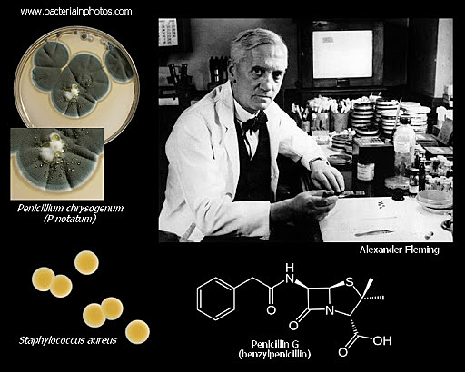 Alexander Fleming Discovers Penicillin