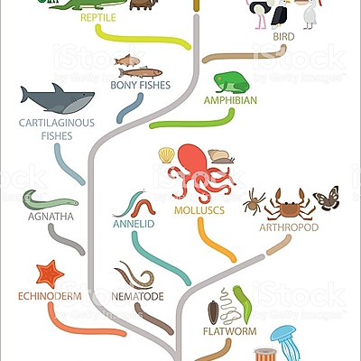 Timeline: Évolution du vivant