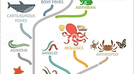 Timeline: Évolution du vivant