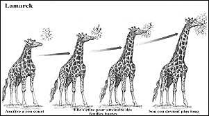 Lamarck : Idée du transformisme