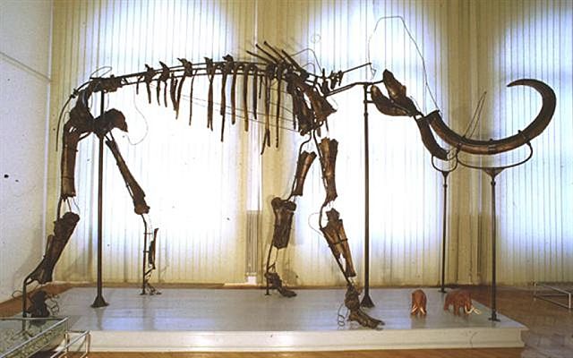Mamut v Prirodoslovnem muzeju