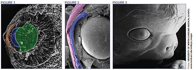 Day 41: Sense Organs Distinguish Structure
