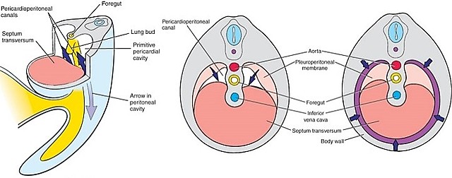 Days 51-52: Structure and Digestion Established