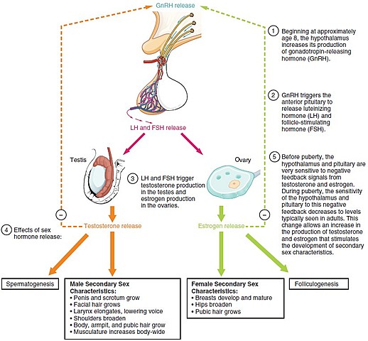 Day 55: Sex Hormone Secretion Begins